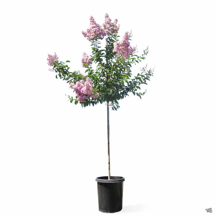 1951-crape-myrtle-muskogee-standard-trunk-6.webp Crape Myrtle 'Muskogee' Standard Trunk