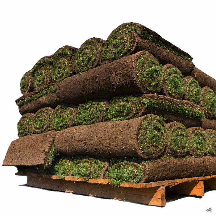 Rye Blue
