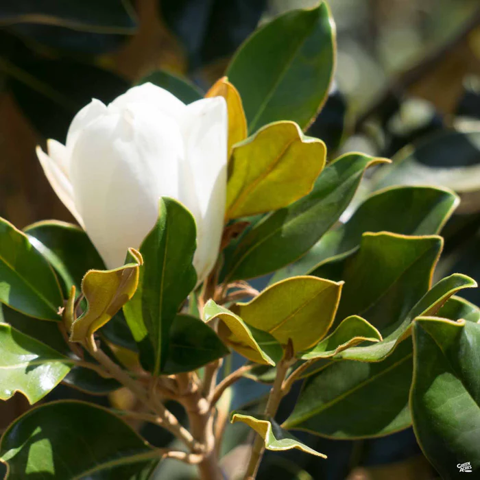 1965-magnolia-little-gem-standard-trunk-1.webp Magnolia 'Little Gem' Standard Trunk