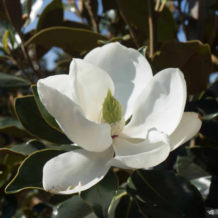 1965-magnolia-little-gem-standard-trunk-2.webp Magnolia 'Little Gem' Standard Trunk