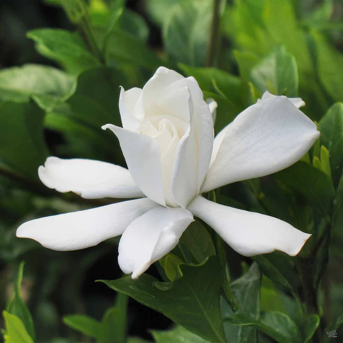 Gardenia 'August Beauty'