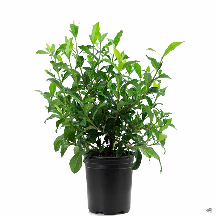 197-gardenia-august-beauty-2.webp Gardenia 'August Beauty'
