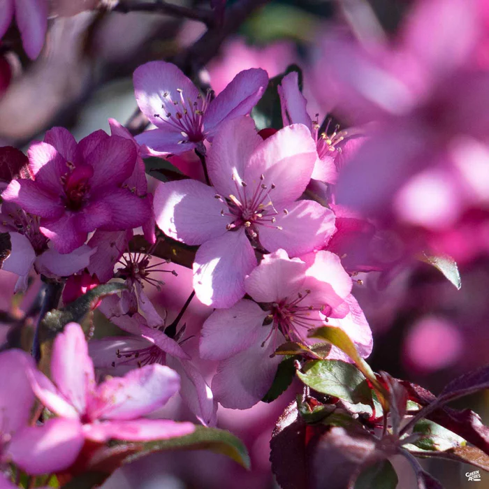 Royal Raindrops Crabapple