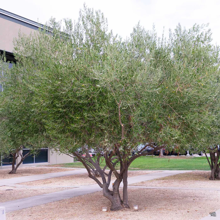 Fruitless Olive Multi-Trunk