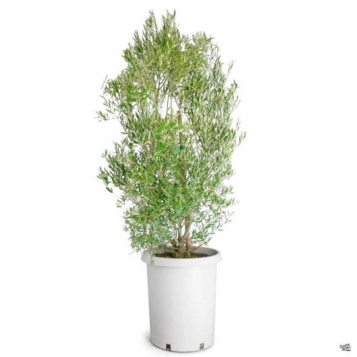 Fruitless Olive Multi-Trunk