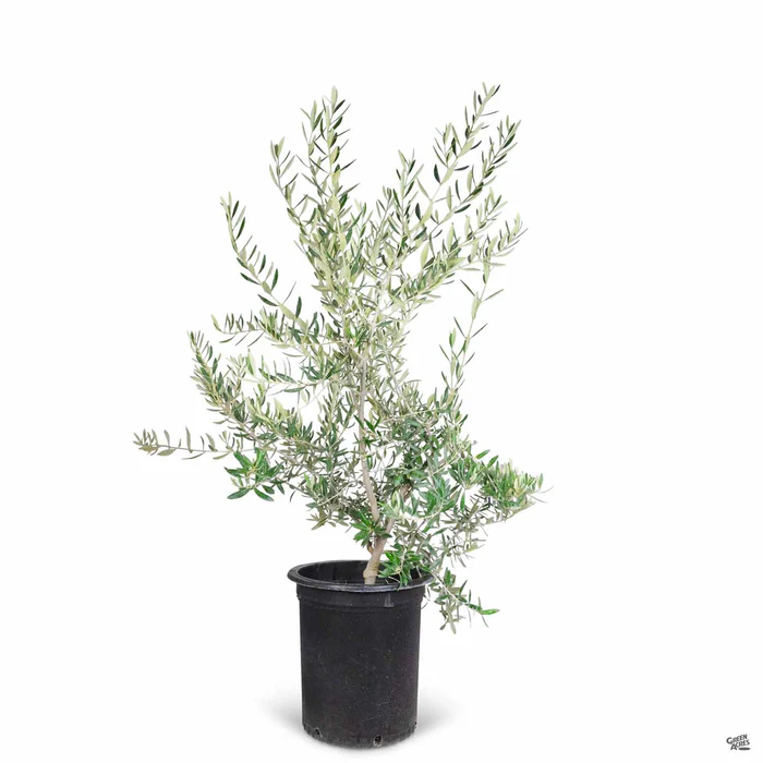Fruitless Olive Multi-Trunk