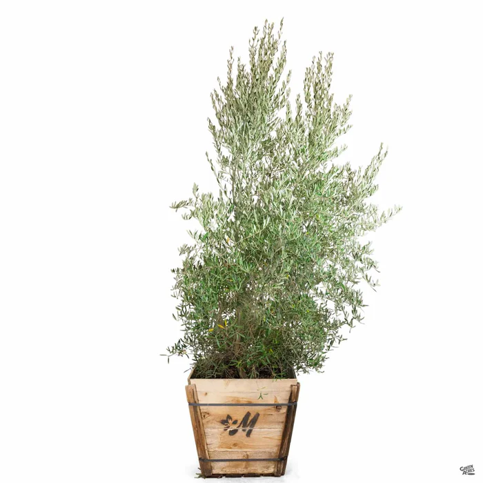 Fruitless Olive Multi-Trunk