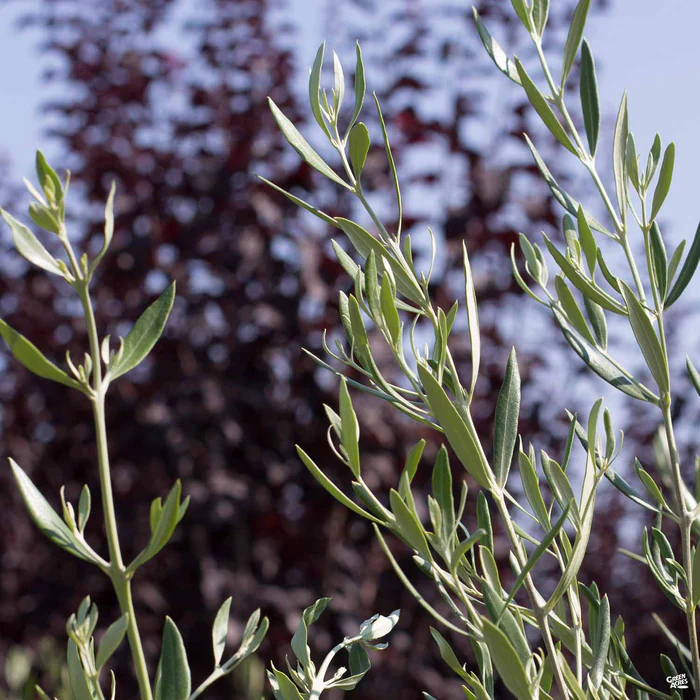 1974-fruitless-olive-standard-trunk-1.webp Fruitless Olive Standard Trunk