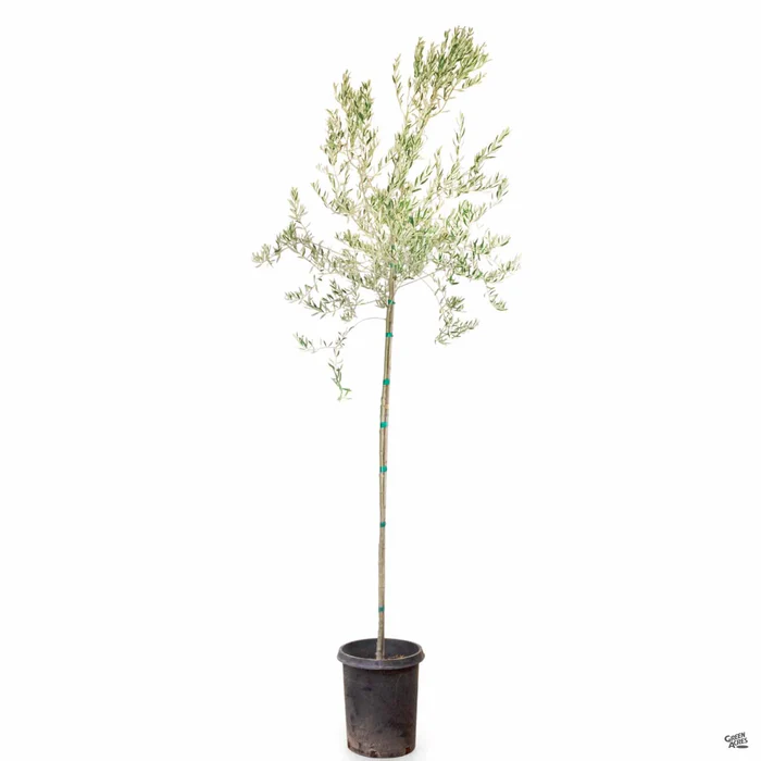 1974-fruitless-olive-standard-trunk-2.webp Fruitless Olive Standard Trunk