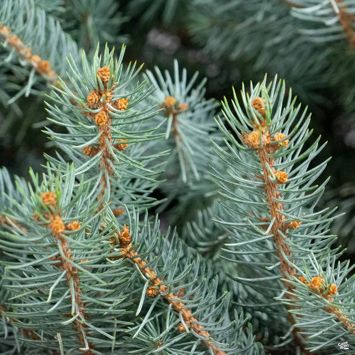 Blue Spruce 'Fat Albert' | Monrovia