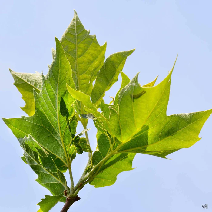 London Plane Tree 'Columbia'