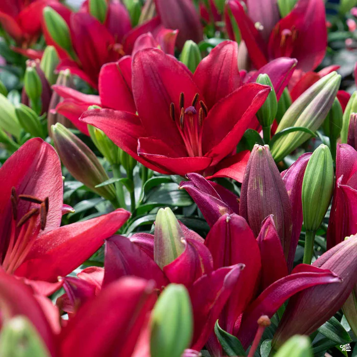 1978-asiatic-lily-1.webp Asiatic Lily