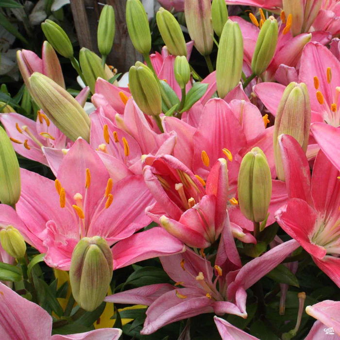 1978-asiatic-lily-2.webp Asiatic Lily