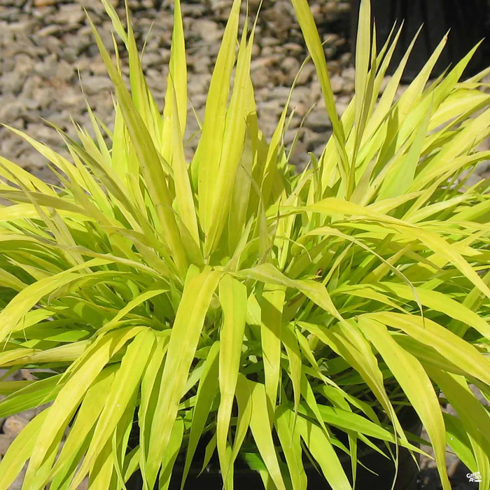1979-japanese-forest-grass-all-gold-1.webp Japanese Forest Grass 'All Gold'