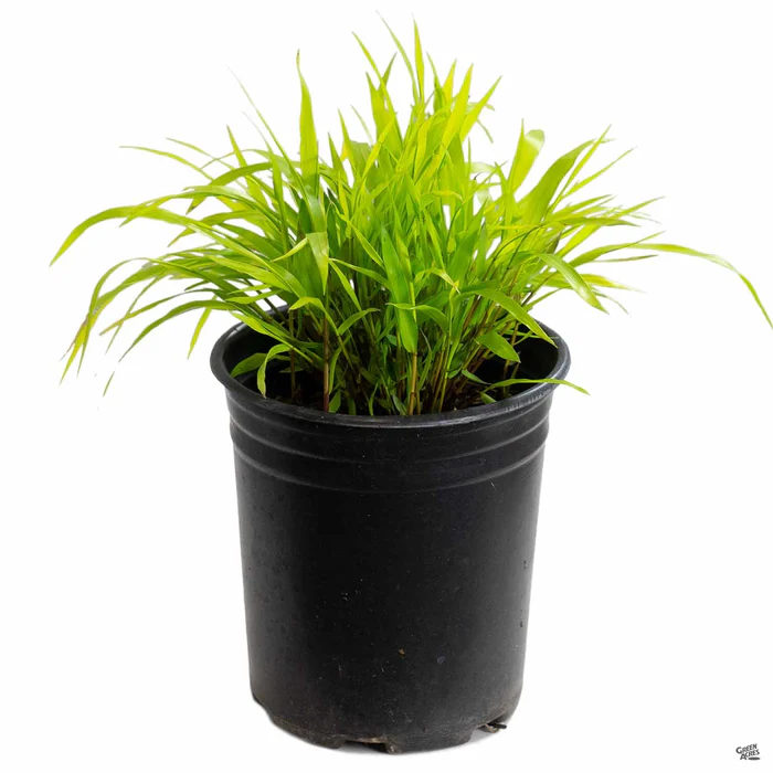 1979-japanese-forest-grass-all-gold-2.webp Japanese Forest Grass 'All Gold'