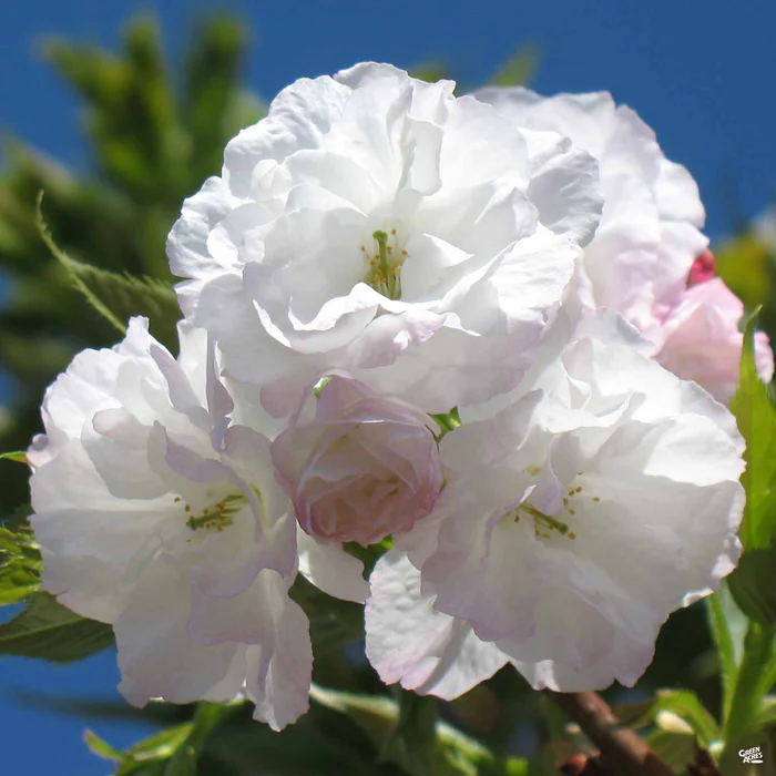 1983-flowering-cherry-mt.-fuji-1.webp Flowering Cherry 'Mt. Fuji'