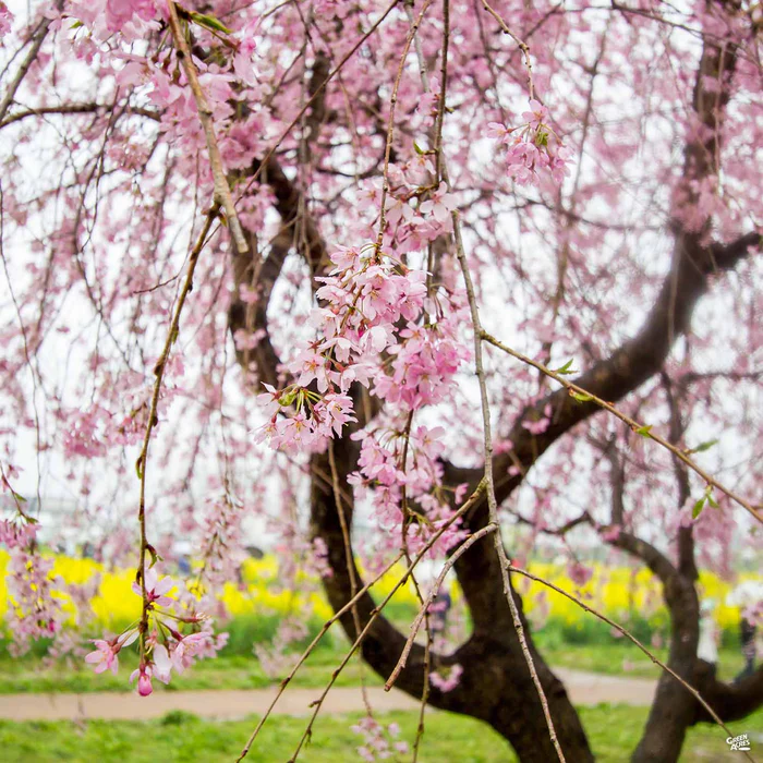 1984-pink-weeping-cherry-1.webp Pink Weeping Cherry