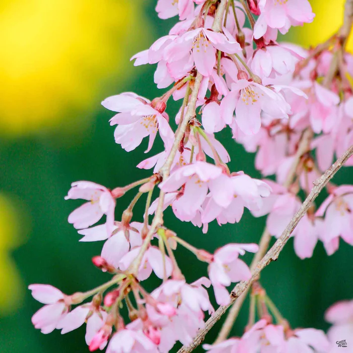 1984-pink-weeping-cherry-2.webp Pink Weeping Cherry