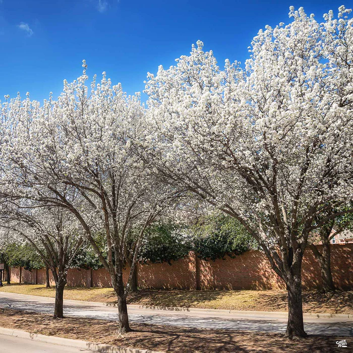 Flowering Pear 'New Bradford'