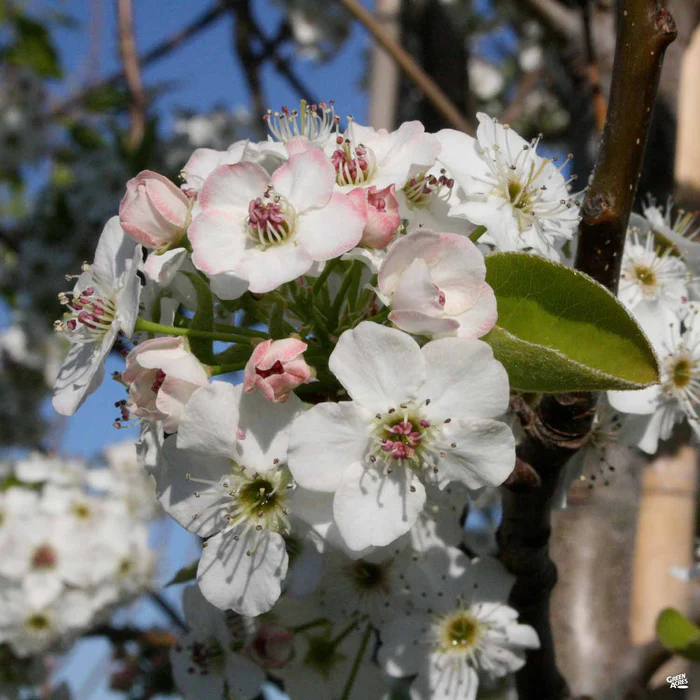 Flowering Pear 'Chanticleer'
