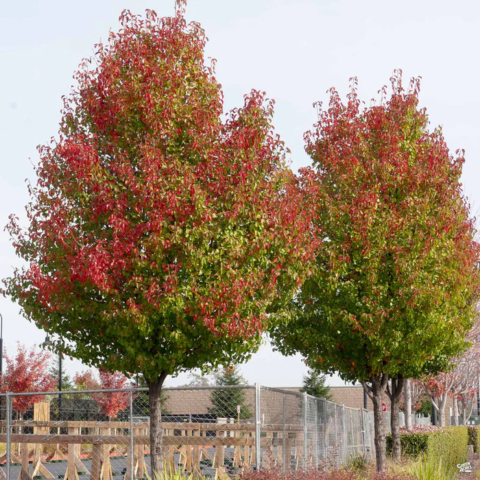 Flowering Pear 'Chanticleer'