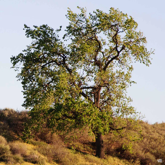 1988-coast-live-oak-multi-trunk-1.webp Coast Live Oak Multi-Trunk