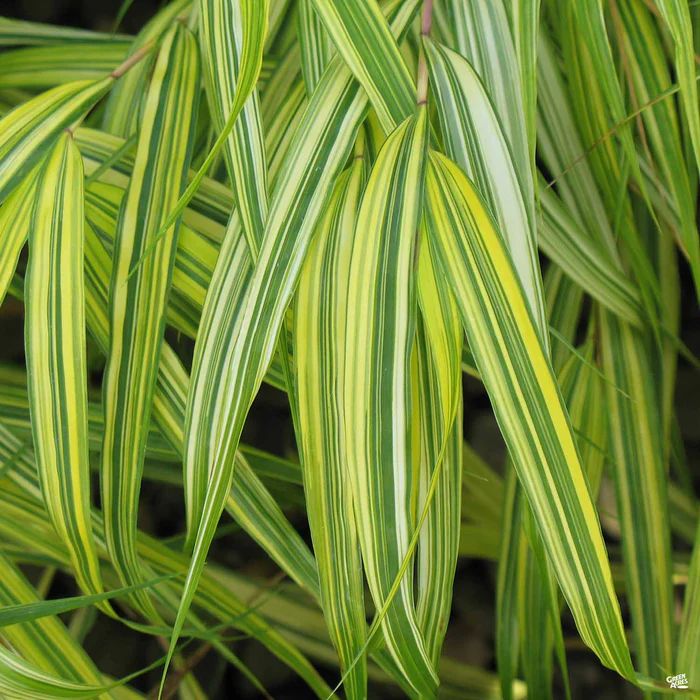 Japanese Forest Grass 'Aureola'