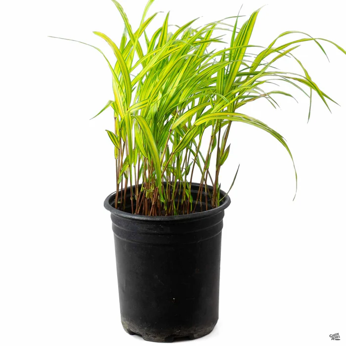 Japanese Forest Grass 'Aureola'