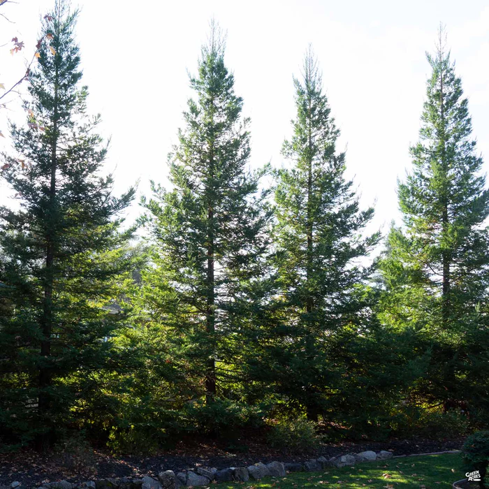 Coastal Redwood 'Soquel'