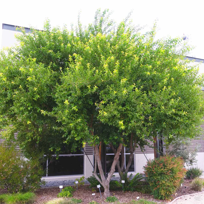 Shiny Xylosma Standard Trunk