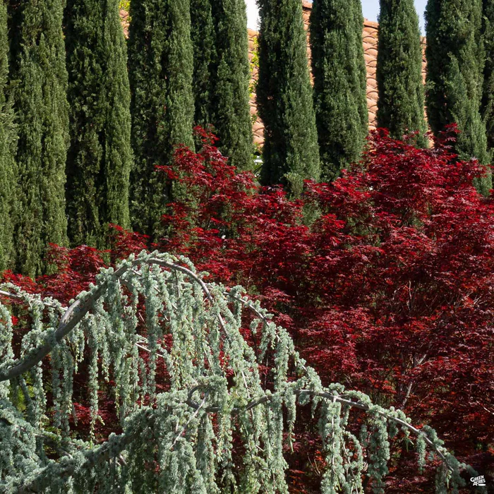 Weeping Blue Atlas Cedar