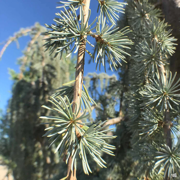Weeping Blue Atlas Cedar