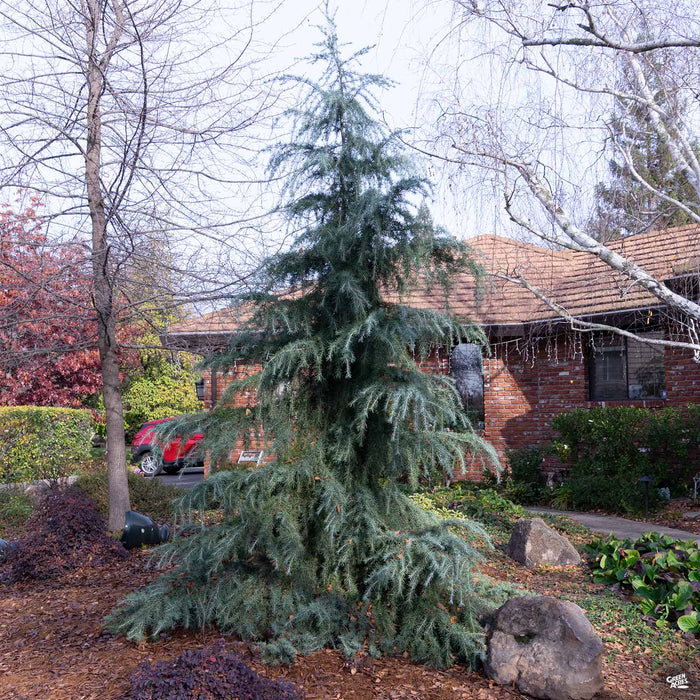 2002-deodar-cedar-1.jpg Deodar Cedar