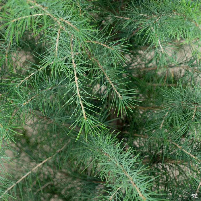 2002-deodar-cedar-2.webp Deodar Cedar