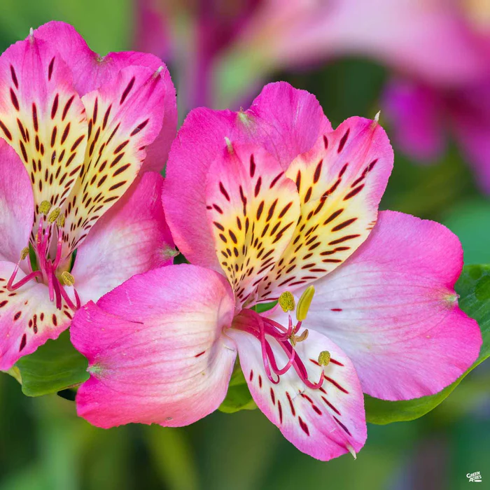 2005-peruvian-lily-1.webp Peruvian Lily