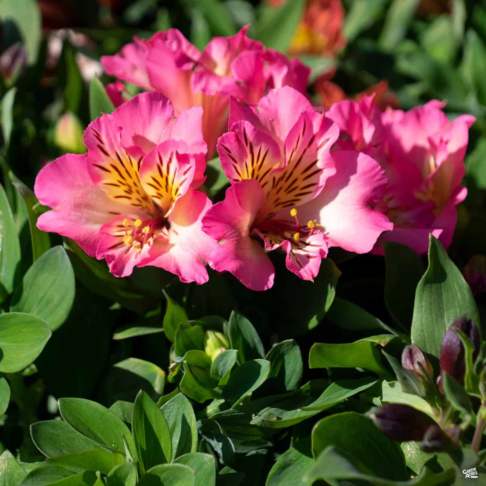 2005-peruvian-lily-2.webp Peruvian Lily