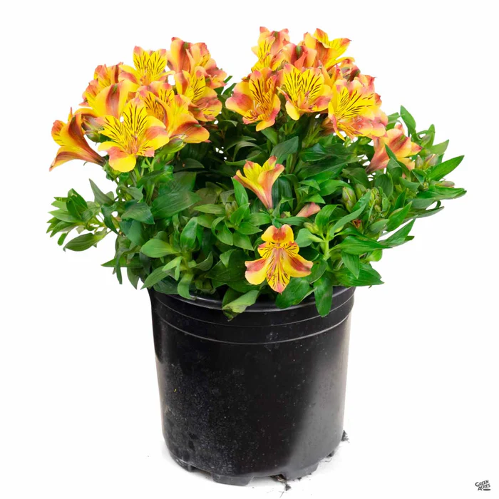 2005-peruvian-lily-3.webp Peruvian Lily