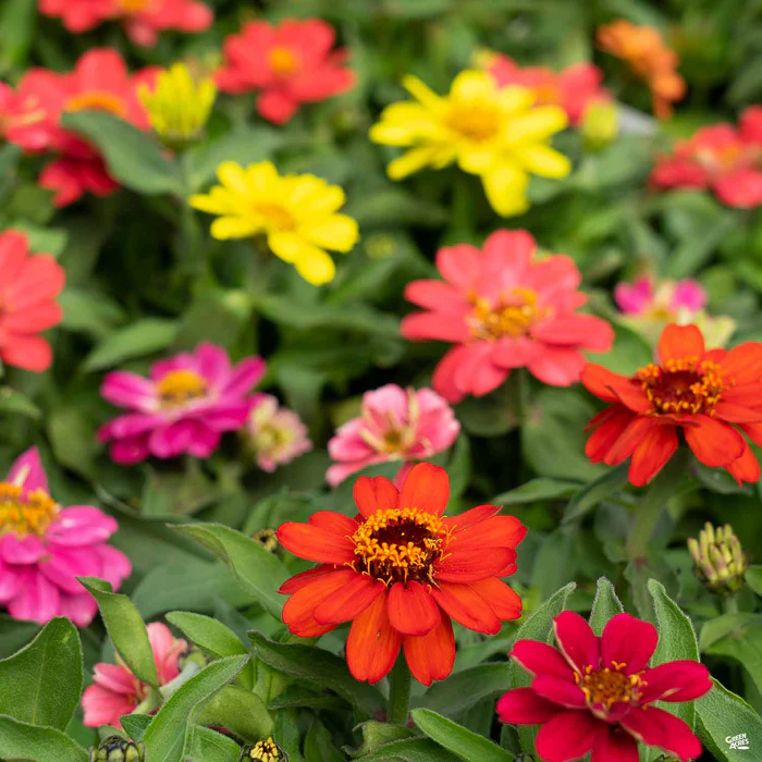 Zinnia