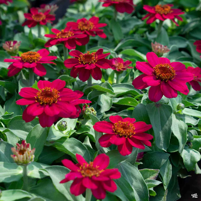 Zinnia