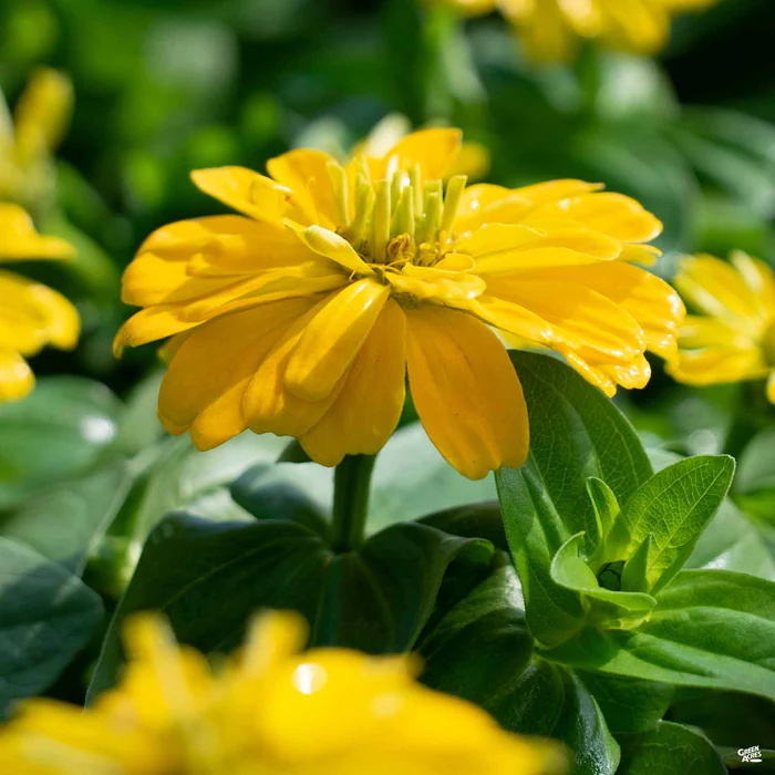 Zinnia