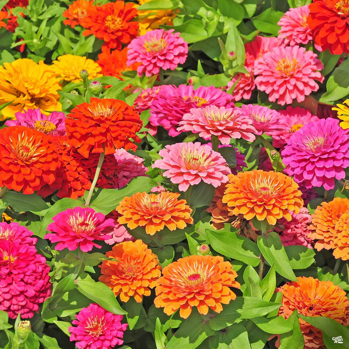 Zinnia