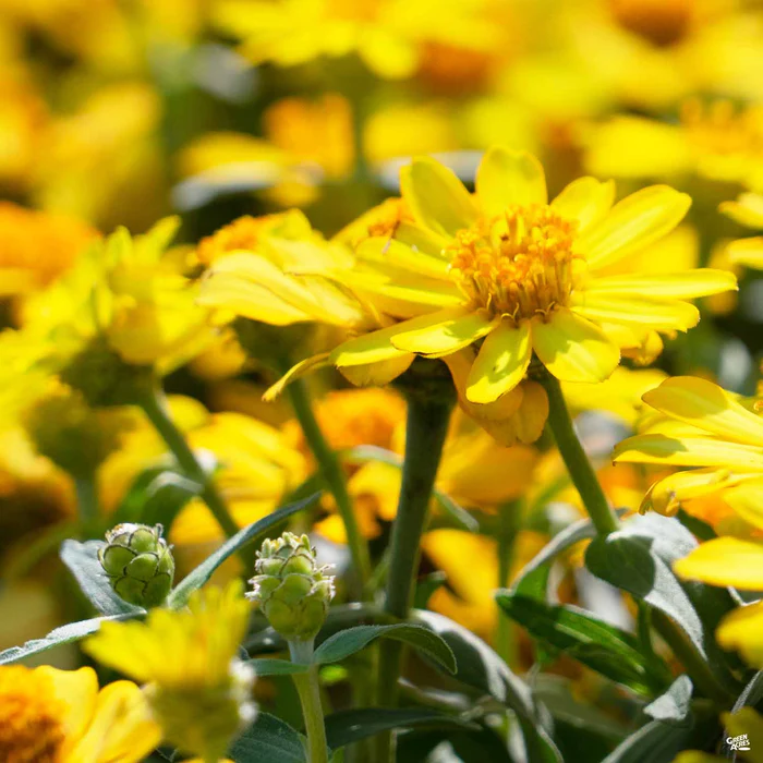 Zinnia