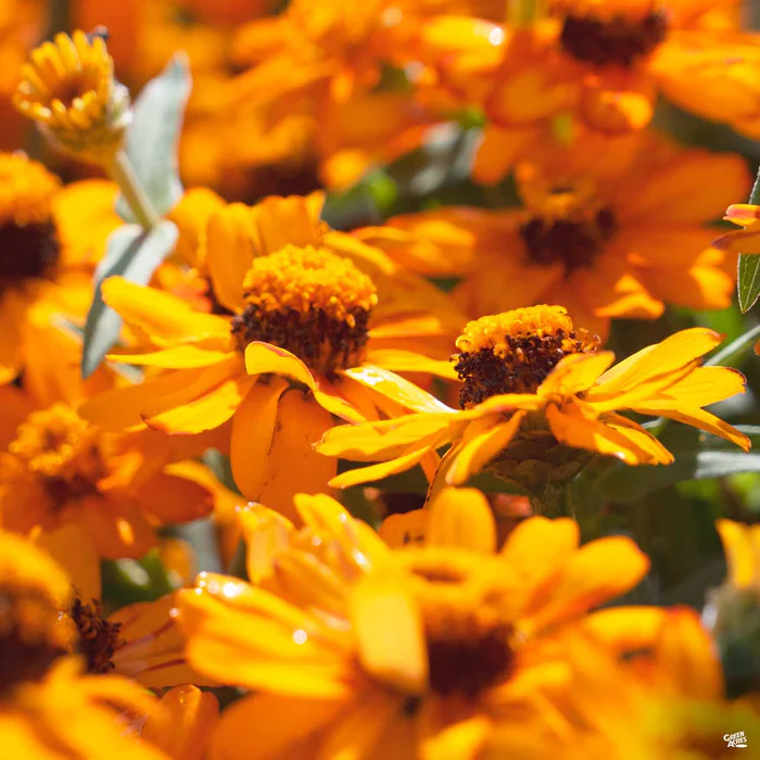 Zinnia