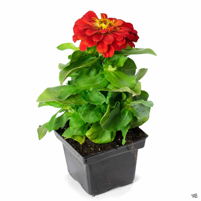 Zinnia