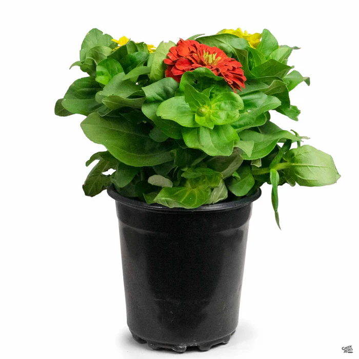 Zinnia