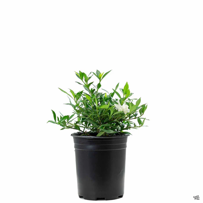 201-gardenia-radicans-2.webp Gardenia 'Radicans'
