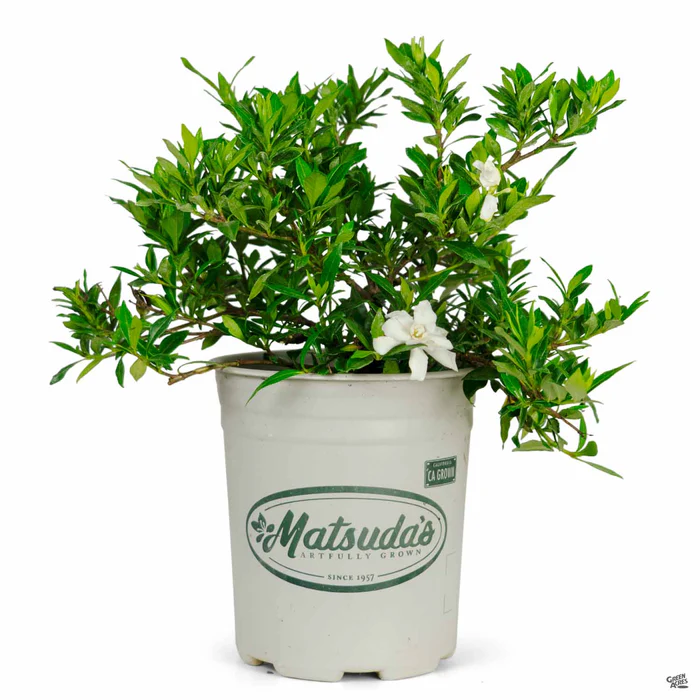 201-gardenia-radicans-3.webp Gardenia 'Radicans'