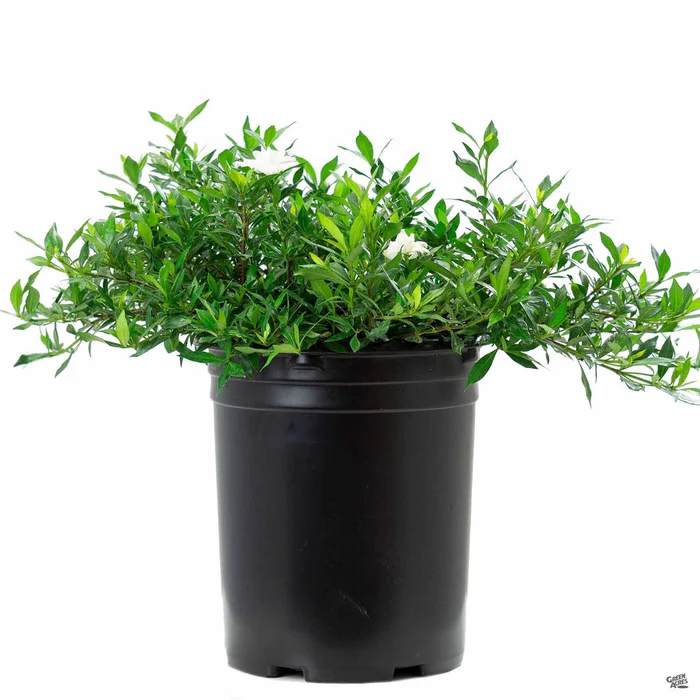 201-gardenia-radicans-5.webp Gardenia 'Radicans'