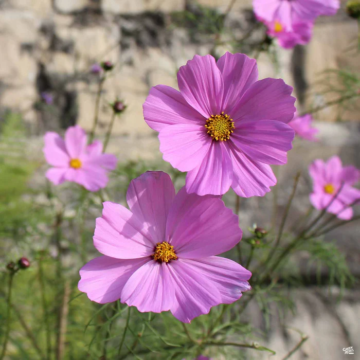 Cosmos