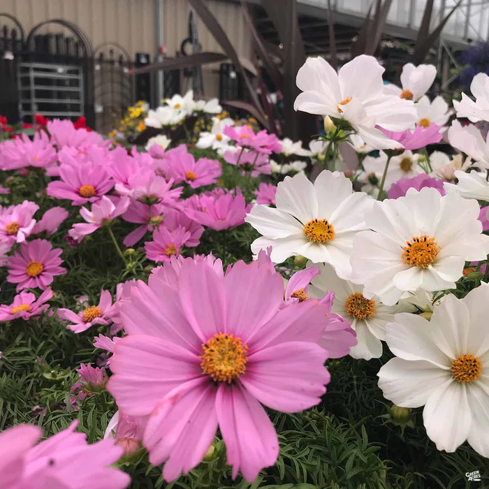 Cosmos